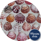 Calico Fans - Scallop Shells - Project Pack